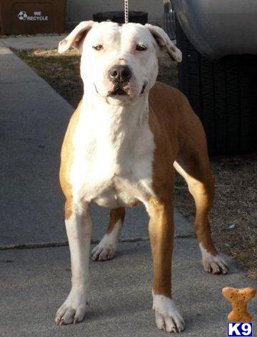 Dogs for Sale in NC