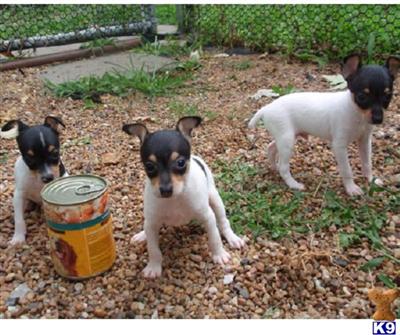 Dogs - Toy Fox Terrier