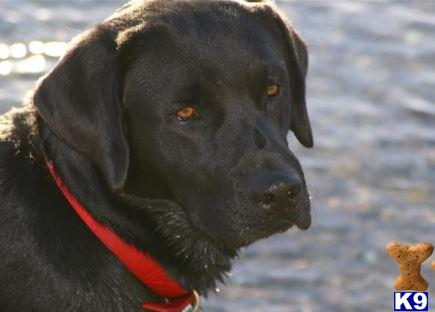 Stud Dogs - Labrador Retriever