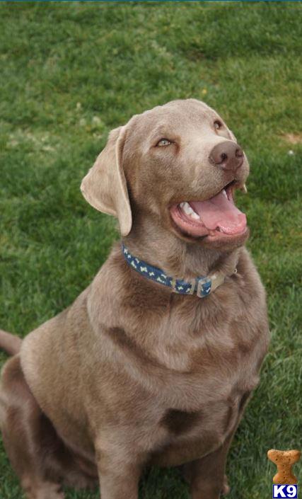 Stud Dogs - Labrador Retriever