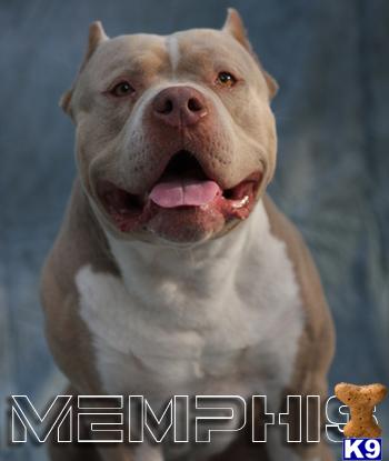 American Pit Bull Puppies in FL