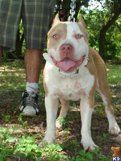 Stud Dogs in FL
