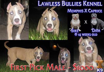 American Pit Bull Puppies in FL