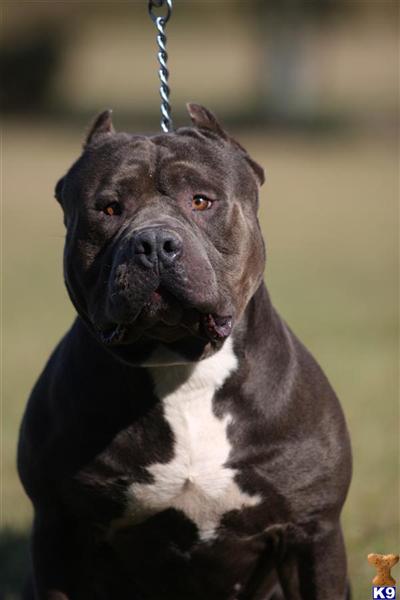 Stud Dogs in FL