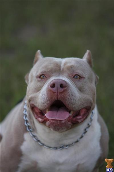 Stud Dogs in FL