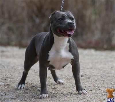 Dogs for Sale