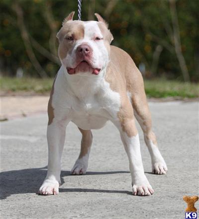 Stud Dogs in FL