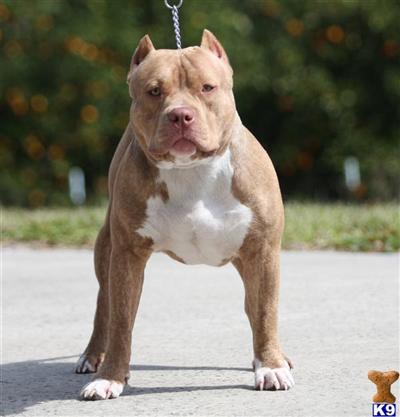 Stud Dogs in FL