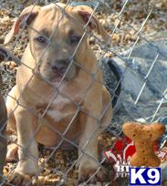 American Pit Bull Puppies for Sale