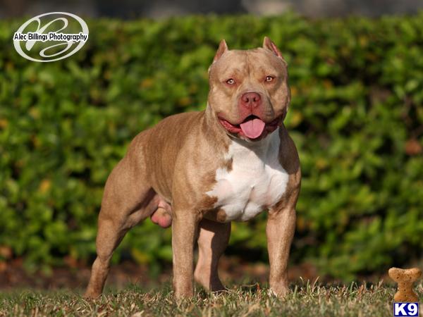 Stud Dogs - American Pit Bull