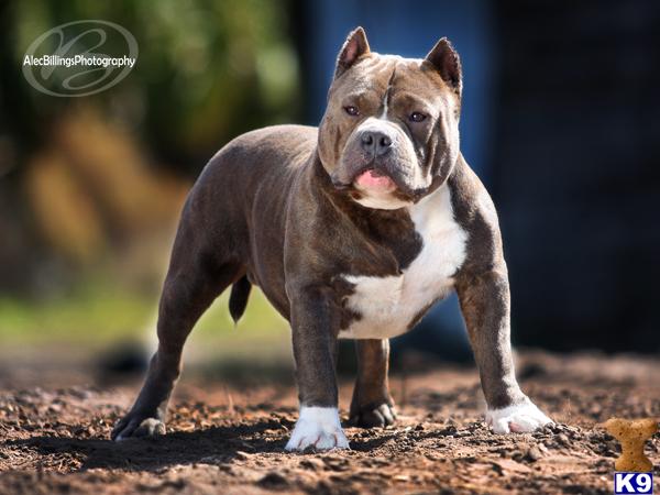 Stud Dogs - American Pit Bull