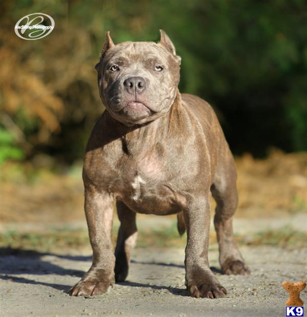 American Pit Bull Puppies in FL