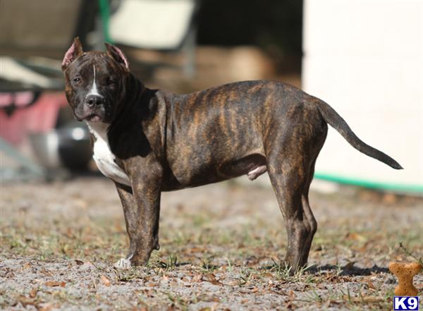 American Pit Bull Puppies in FL