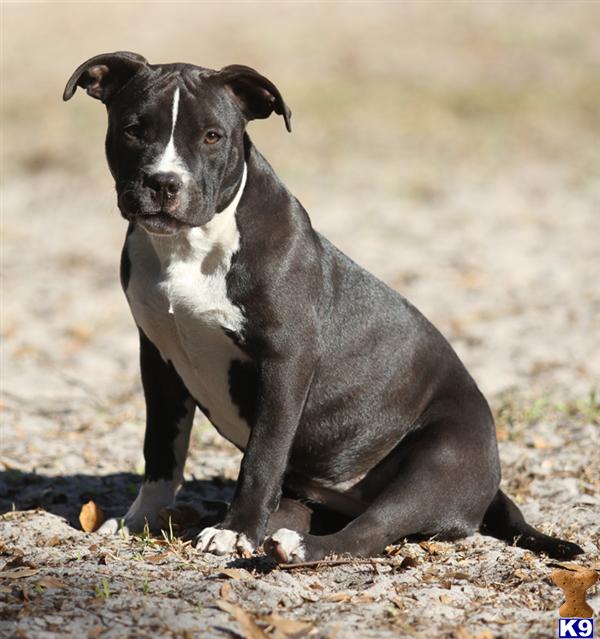 American Pit Bull Puppies in FL