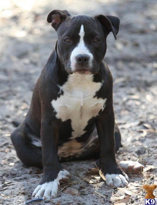 American Pit Bull Puppies in FL