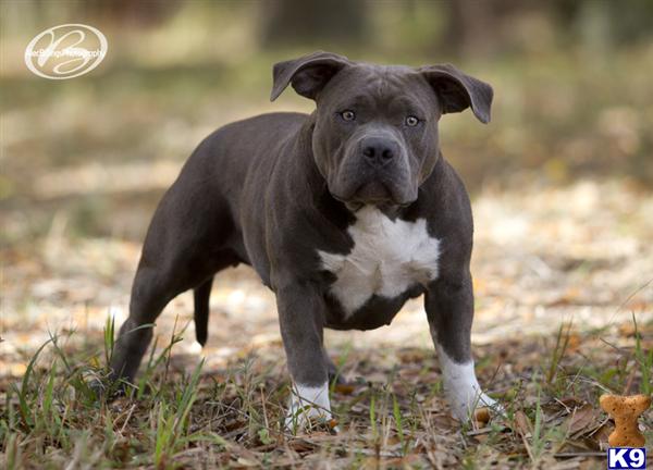 Dogs for Sale