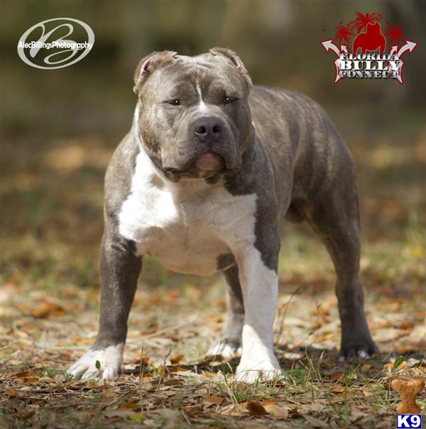 Dogs for Sale