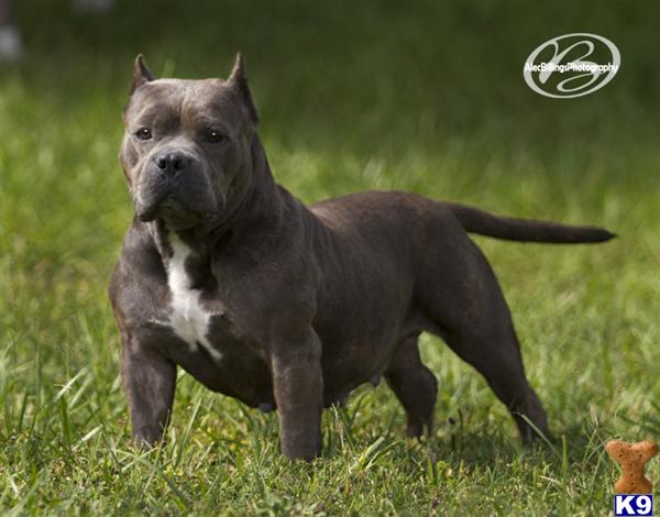 Dogs for Sale