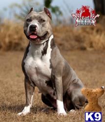 Dogs for Sale