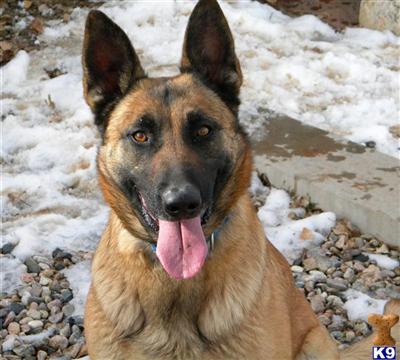 Dogs - Belgian Malinois