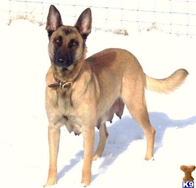Dogs for Sale in CO