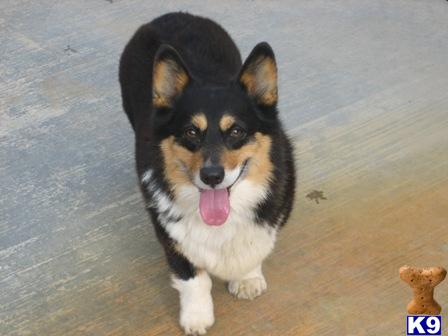 Stud Dogs - Pembroke Welsh Corgi