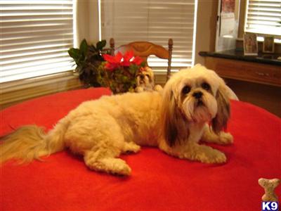 Stud Dogs - Lhasa Apso