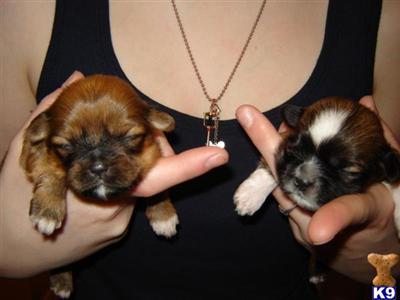 Lhasa Apso Puppies for Sale