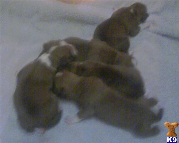 Puppies in Mobile