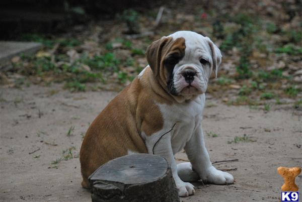 English Bulldog Puppies