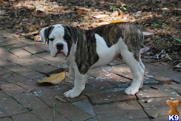 Puppies in Mobile