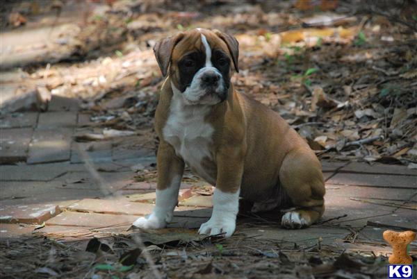 Puppies in Mobile