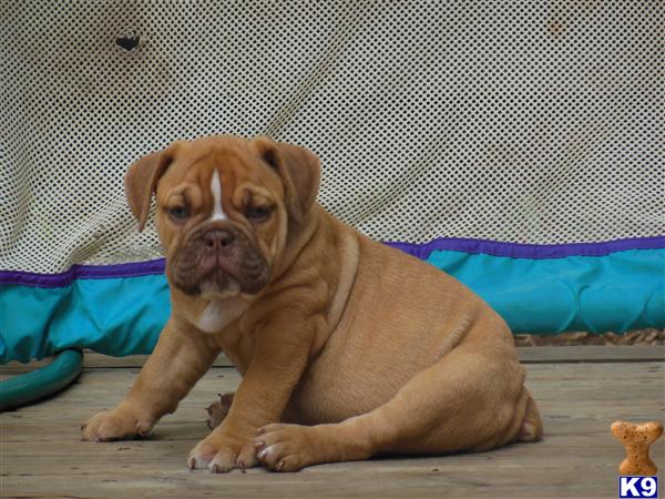 Puppies in AL