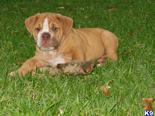 Puppies in AL