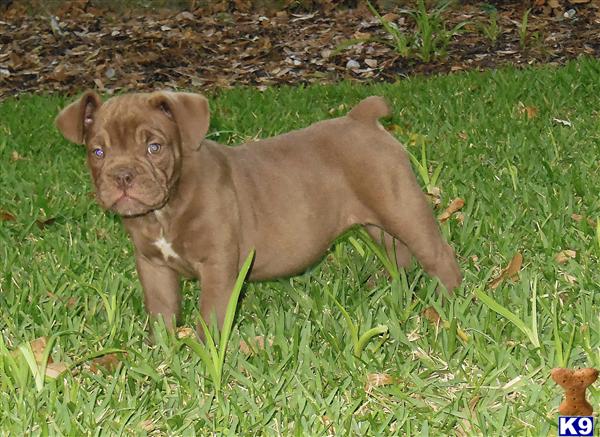 Puppies in AL