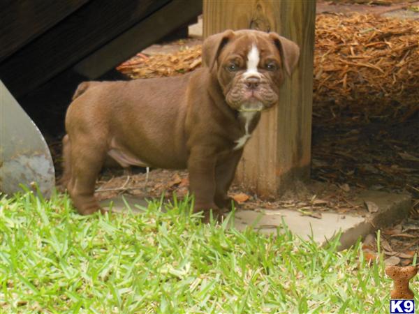 Puppies in AL