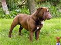 Old English Bulldog