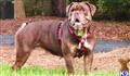 Old English Bulldog