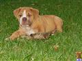 Old English Bulldog