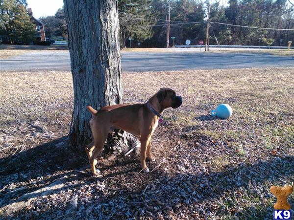 Stud Dogs - Boxer