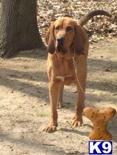 Stud Dogs - Bloodhound
