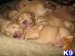Golden Retriever Puppies in FL