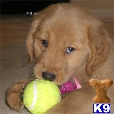 Golden Retriever Puppies in FL