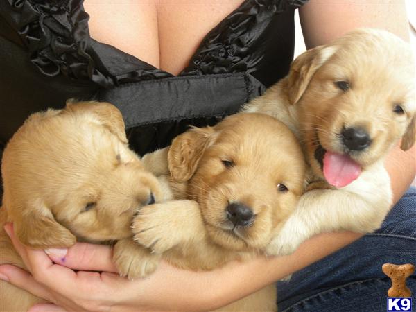 Golden Retriever Puppies in FL