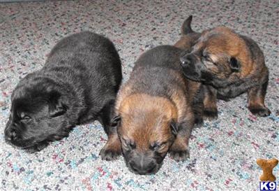 Puppies in WA
