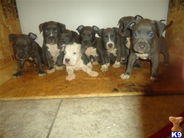 Puppies in MD