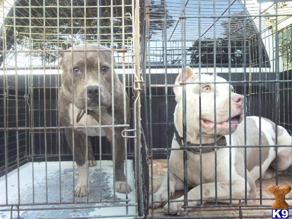 Dogs - American Pit Bull