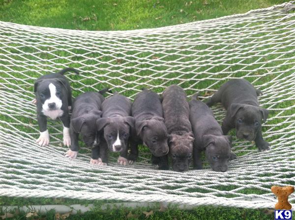 Puppies in MD