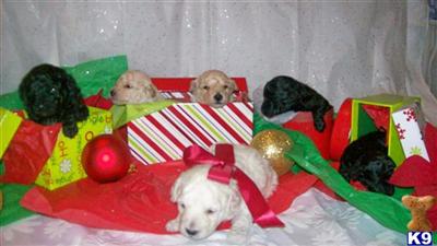 Poodle Puppies in TX