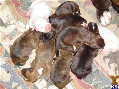 Puppies in IA